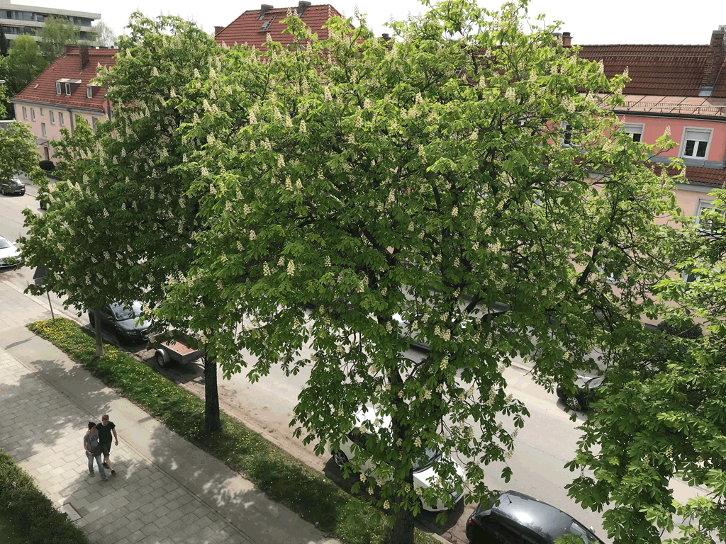 NZZ Kuck mal Steinway1024