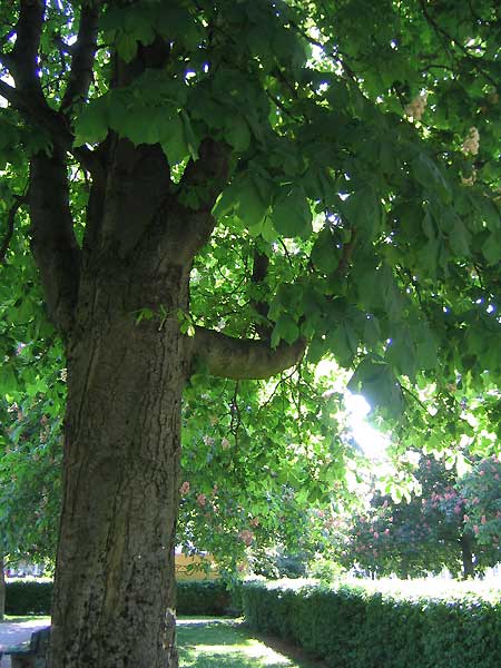 04Clanze_Baum450