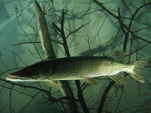 05Wiessee_Aal_Hecht302