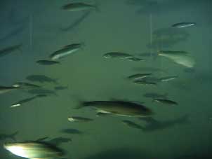 05Wiessee_kleine_Fische302
