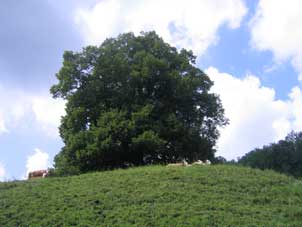Baum_Kuehe302