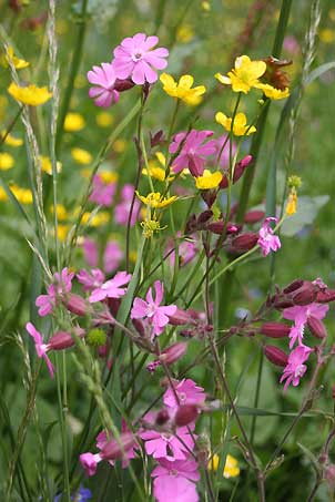 18Sebastian_Blumen302