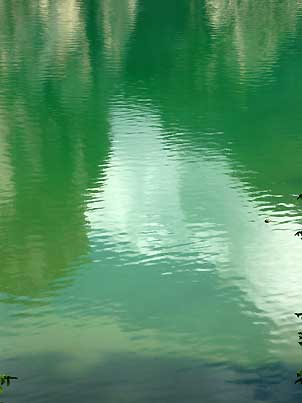 42Wildsee_gruen302
