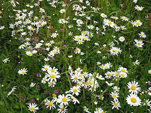 55Margeriten_Wiese302