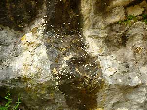 45Wildsee_Penis302