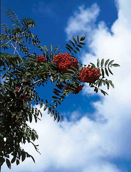7Vogelbeerbaum450
